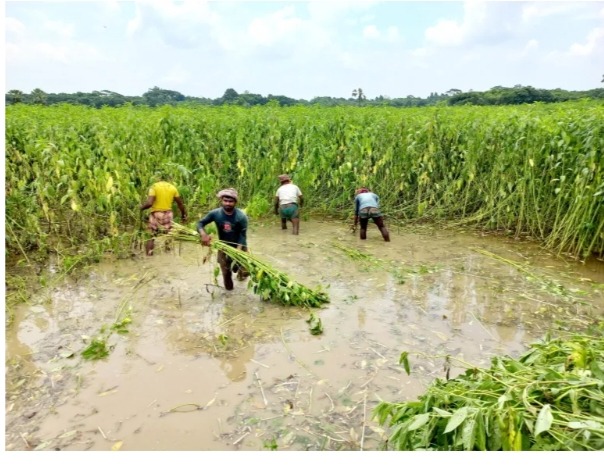 পেঁয়াজ ও পাটের রাজধানী বলা হয় ফরিদপুর জেলার সালথা থানা কে