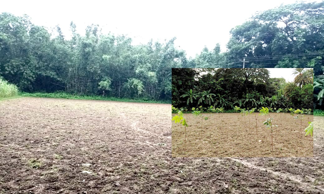 জমির মালিকানা দ্বন্দ্বে বলি ৩০০ মেহগনি গাছ, থানায় অভিযোগ