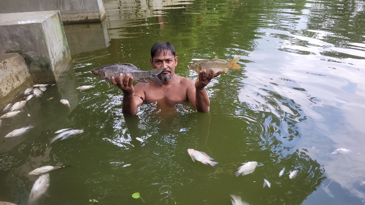 কুমিল্লায় পুকুরে বিষ প্রয়োগে ৭ লাখ টাকার মাছ নিধন