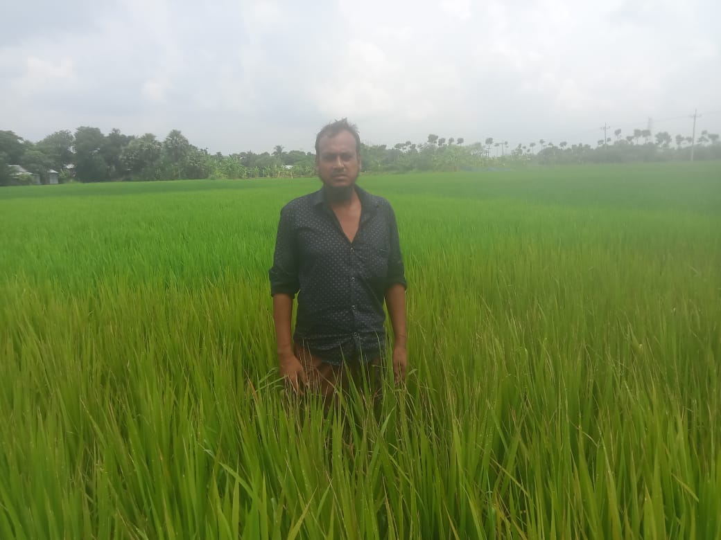 বোয়ালমারীতে শত্রুতার বিষে পুড়ল কৃষকের ধানক্ষেত