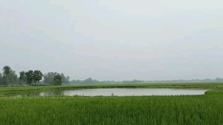 জয়পুরহাটে কালাইয়ে মসজিদের পুকুর থেকে মাছ লুট