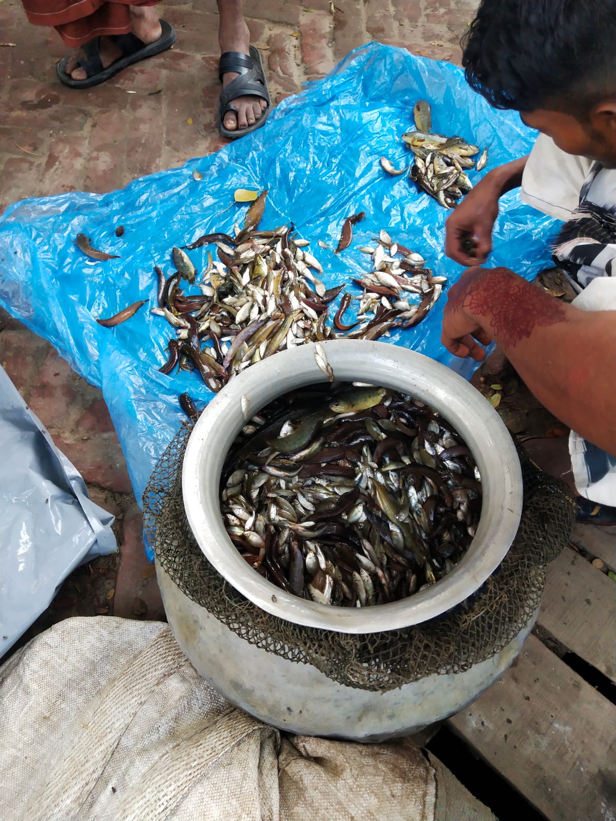 তানোর বিলকুমারী নদী দিন দিন শুকিয়ে যাওয়ার পথে, তবুও মাছের প্রাচুর্যে মুখর