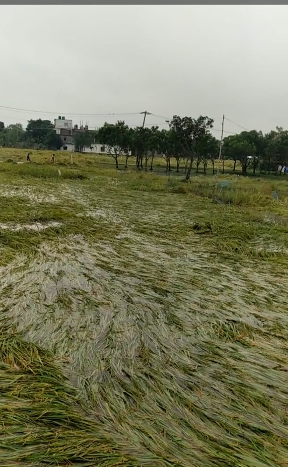 দুই দিনের টানা ভারী বর্ষণে তানোরে বন্যা, ডুবেছে শত শত হেক্টর রোপা আমন ধান