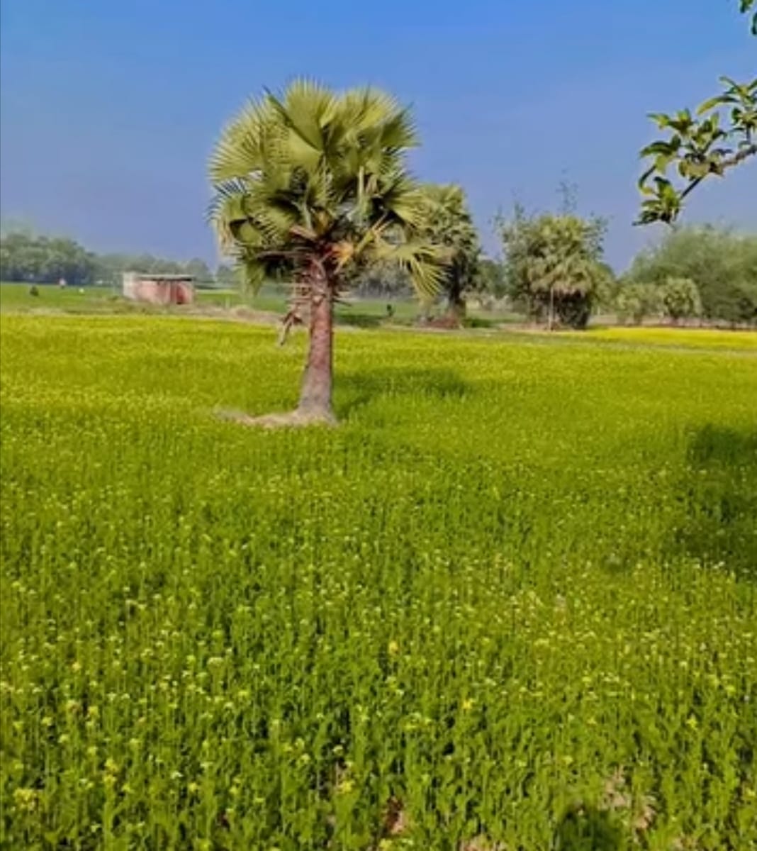 তানোরের মাঠজুড়ে আলুর সবুজ পাতার ফাঁকে সরিষা ফুলের হলুদ সমারোহ
