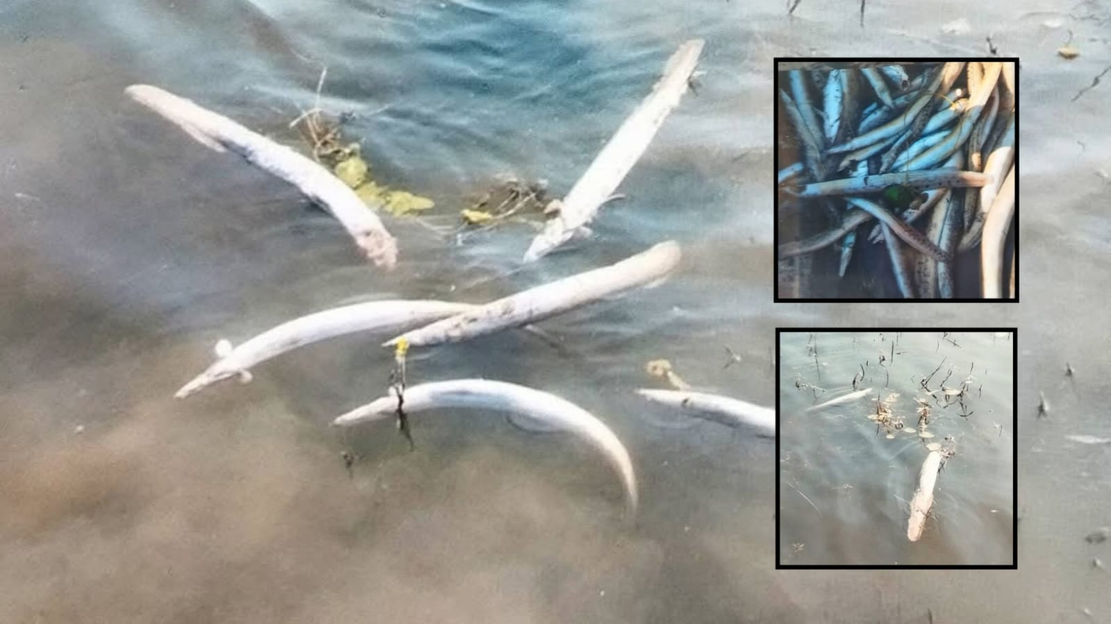 টাঙ্গুয়ার হাওরে রাতে শক মেশিনে মাছ নিধন, পানিতে ভেসে উঠছে মৃত মাছ