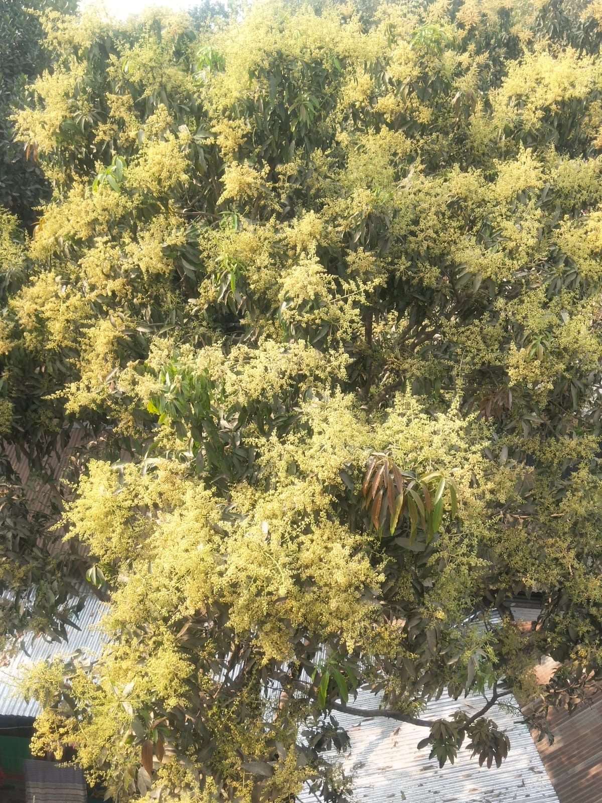 তানোর জুড়ে আম–লিচুর সোনালি মুকুলে সুবাসিত গ্রামবাংলা