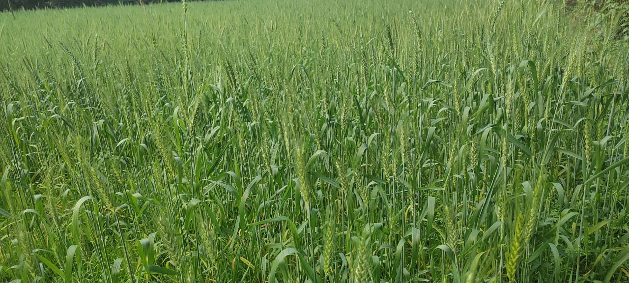 ভান্ডারিয়ায় সরিষা ও গমের বাম্পার ফলনে কৃষক ও ফুল প্রেমিদের উচ্ছ্বাস