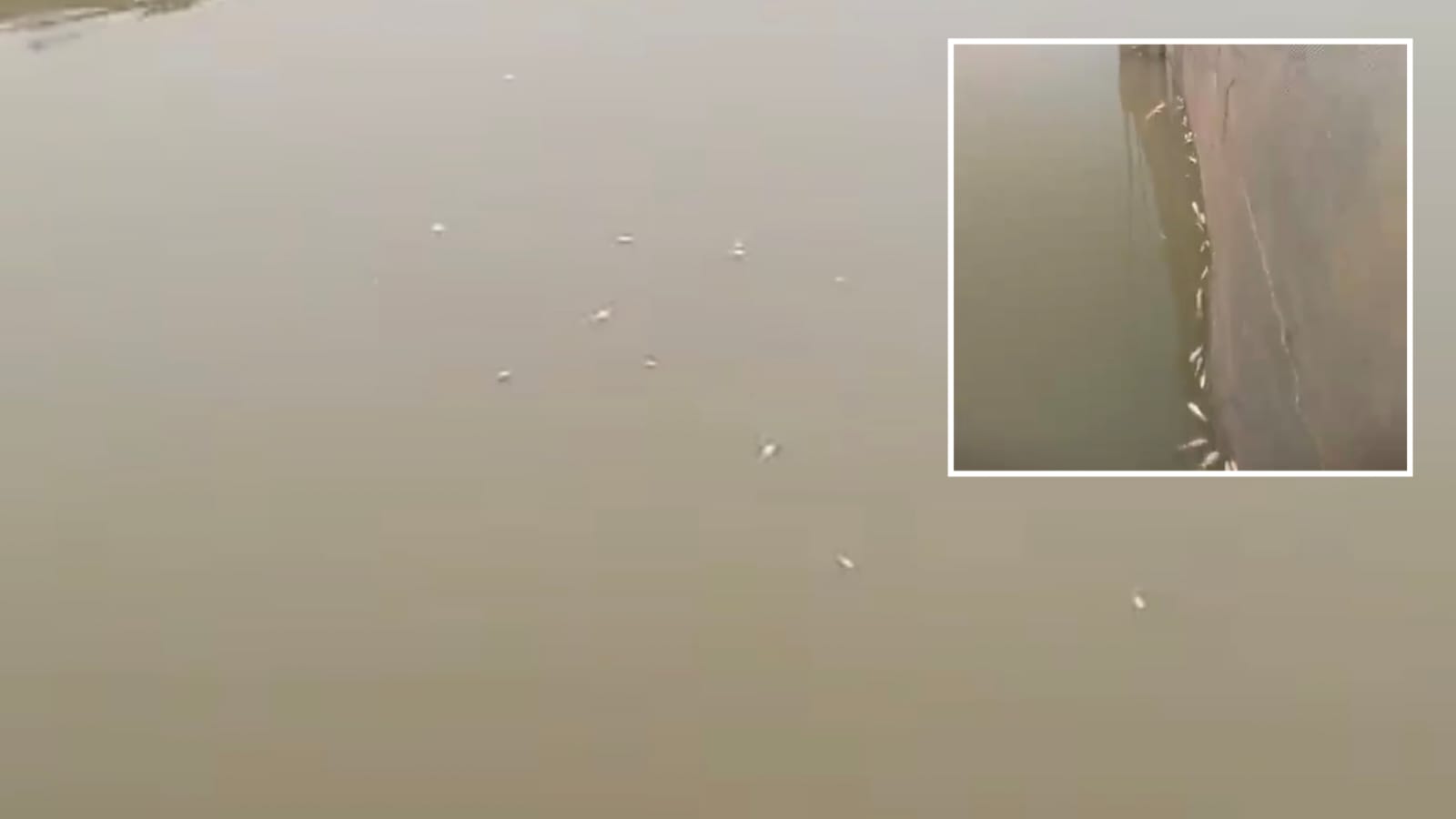 বংশীকুন্ডায় মনাই নদীতে বিষ প্রয়োগ করে মাছ শিকার, ইজারাদারদের বিরুদ্ধে অভিযোগ