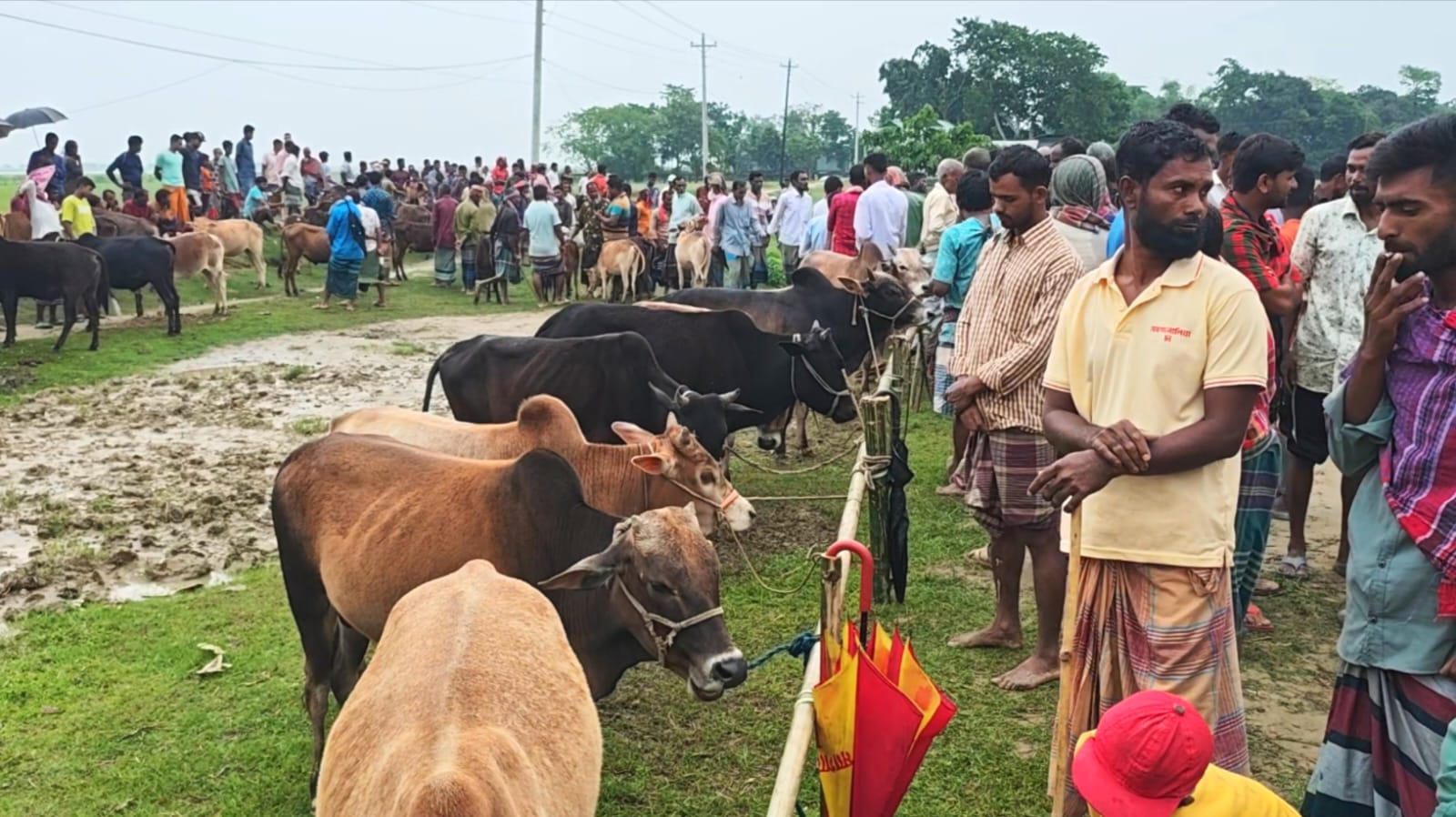 মধ্যনগরের বংশীকুন্ডা বাজারে চালু হলো সাপ্তাহিক গরু-ছাগলের হাট