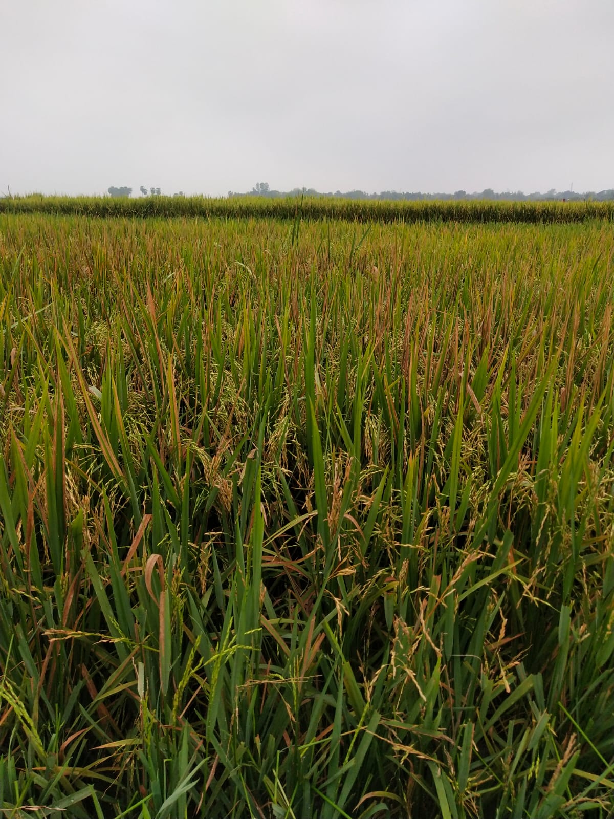 তানোর বিলকুমারী বিলে পাকা ধানের সমারোহ, কিন্তু শ্রমিক ও জ্বালানি সংকটে দিশেহারা কৃষক—লোকসানের আশঙ্কা বাড়ছে