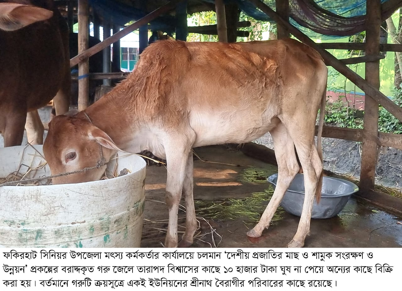 ঘুষ না দেওয়ায় জেলের সরকারি প্রকল্পের গরু ‘গায়েব’, মিলল অন্যের গোয়ালে তথ্য চাইলে তথ্য দিতে নারাজ কর্মকর্তা