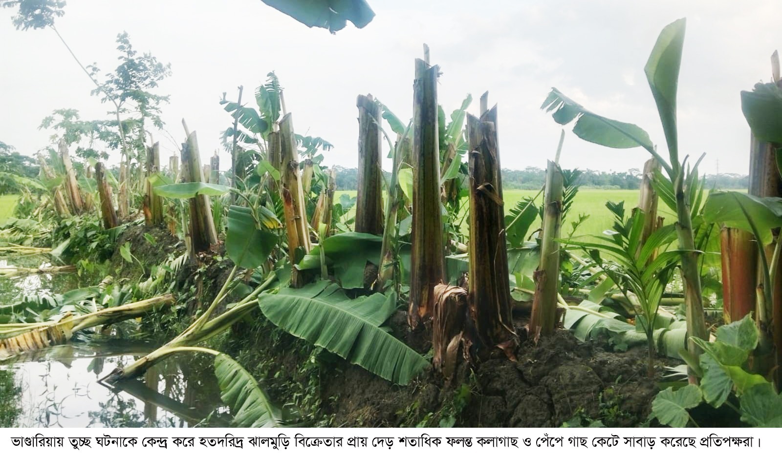 ভাণ্ডারিয়ায় তুচ্ছ ঘটনায় ঝালমুড়ি বিক্রেতার লক্ষাধিক টাকার কলাগাছ কর্তন
