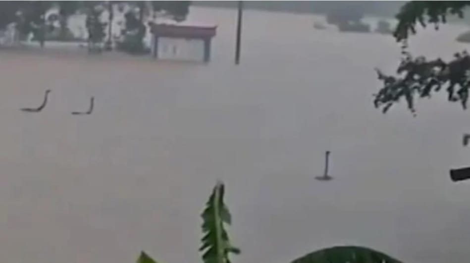 বন্যায় তলিয়ে গেল সাপের খামার, লোকালয়ে ছড়িয়ে পড়েছে গোখরাসহ প্রায় ৯০০ সাপ