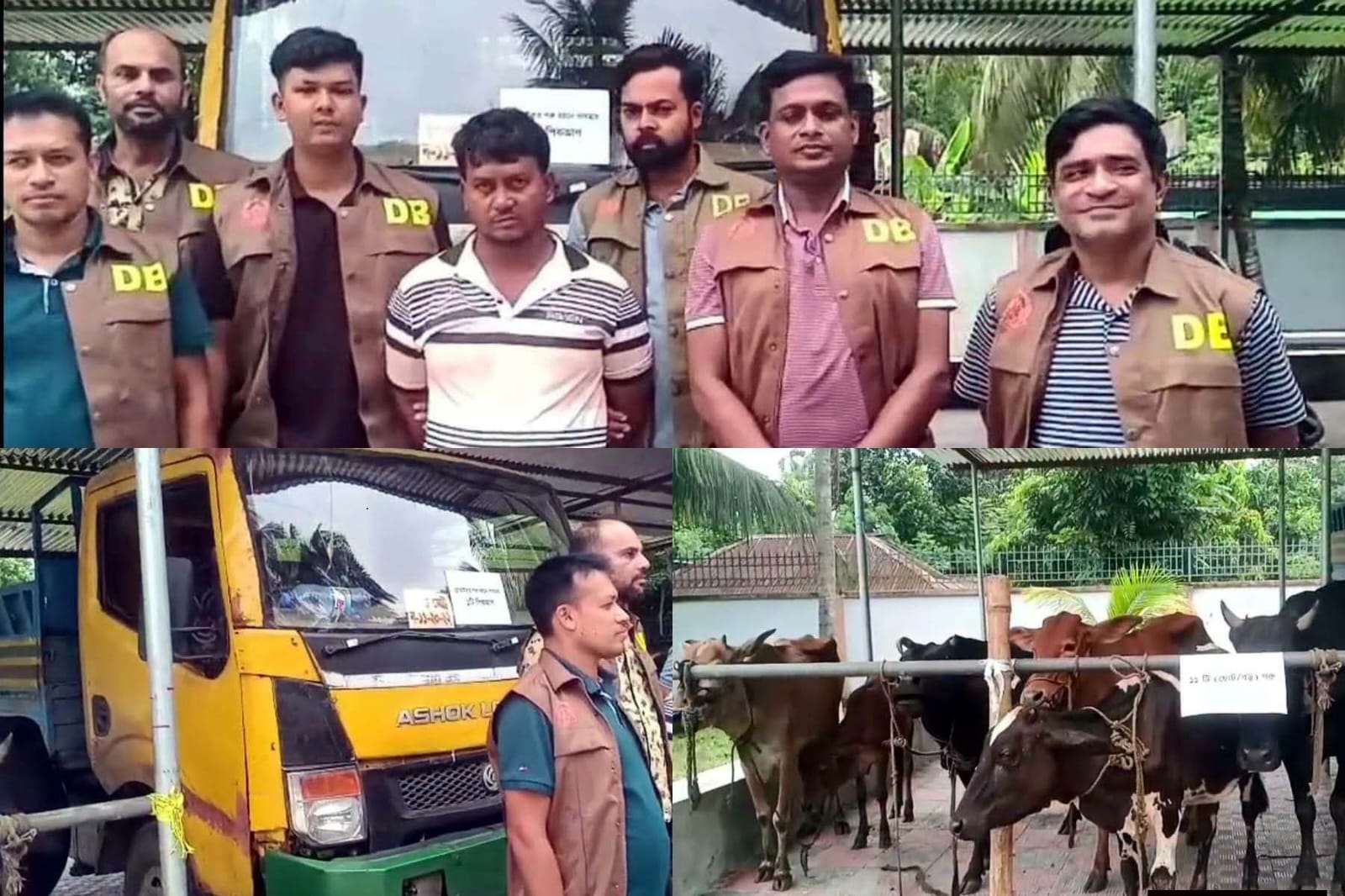 বাগেরহাটে চোরাই এগারটি গরু ও পিকআপ উদ্ধার, ৩ আসামি গ্রেফতার