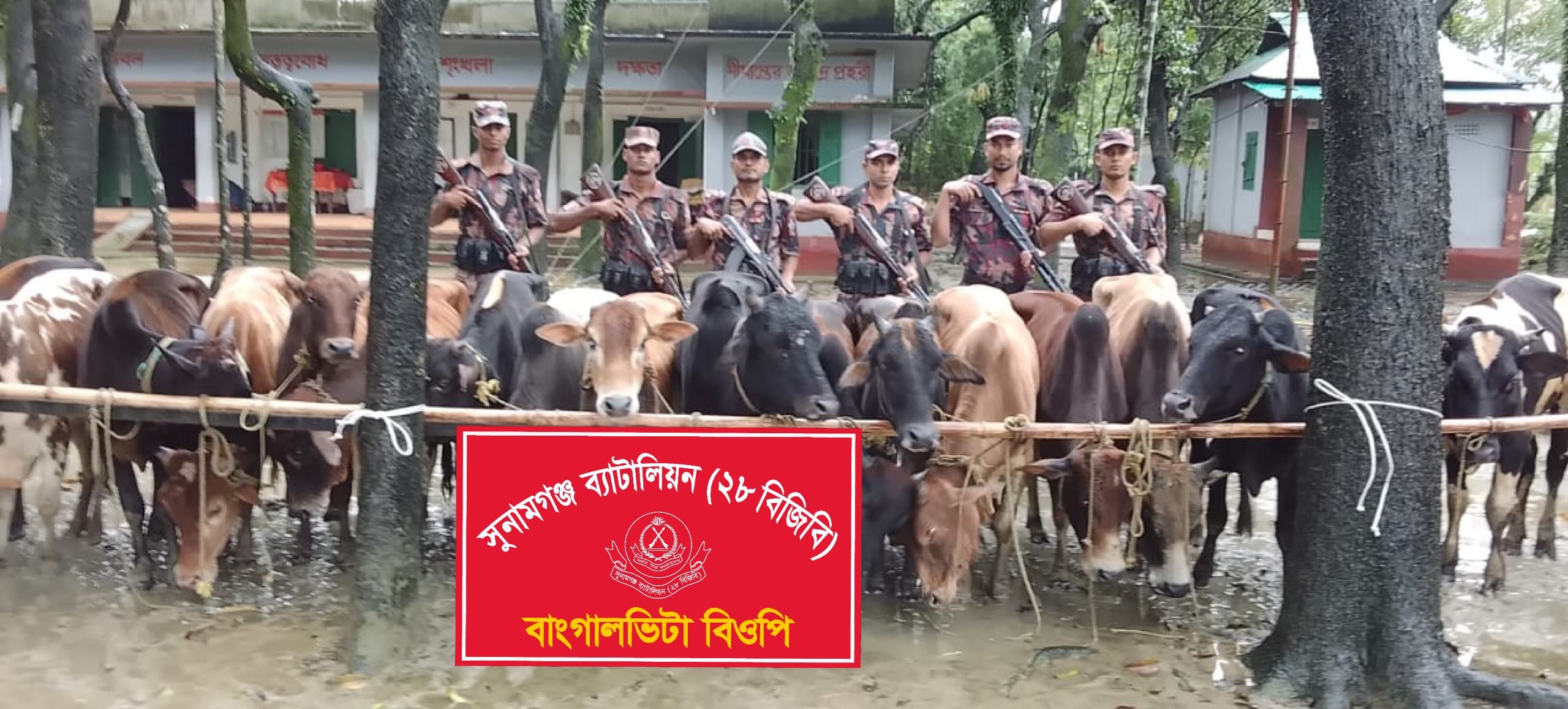 মধ্যনগর সীমান্তে ২৮ ভারতীয় গরু জব্দ