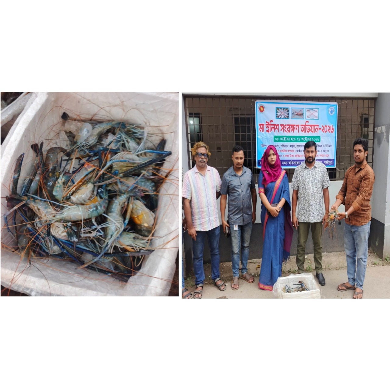 কালিয়াকৈর বাজারে ১২ কেজি জেলি পুশ করা চিংড়ি জব্দ, পরে বিনষ্ট